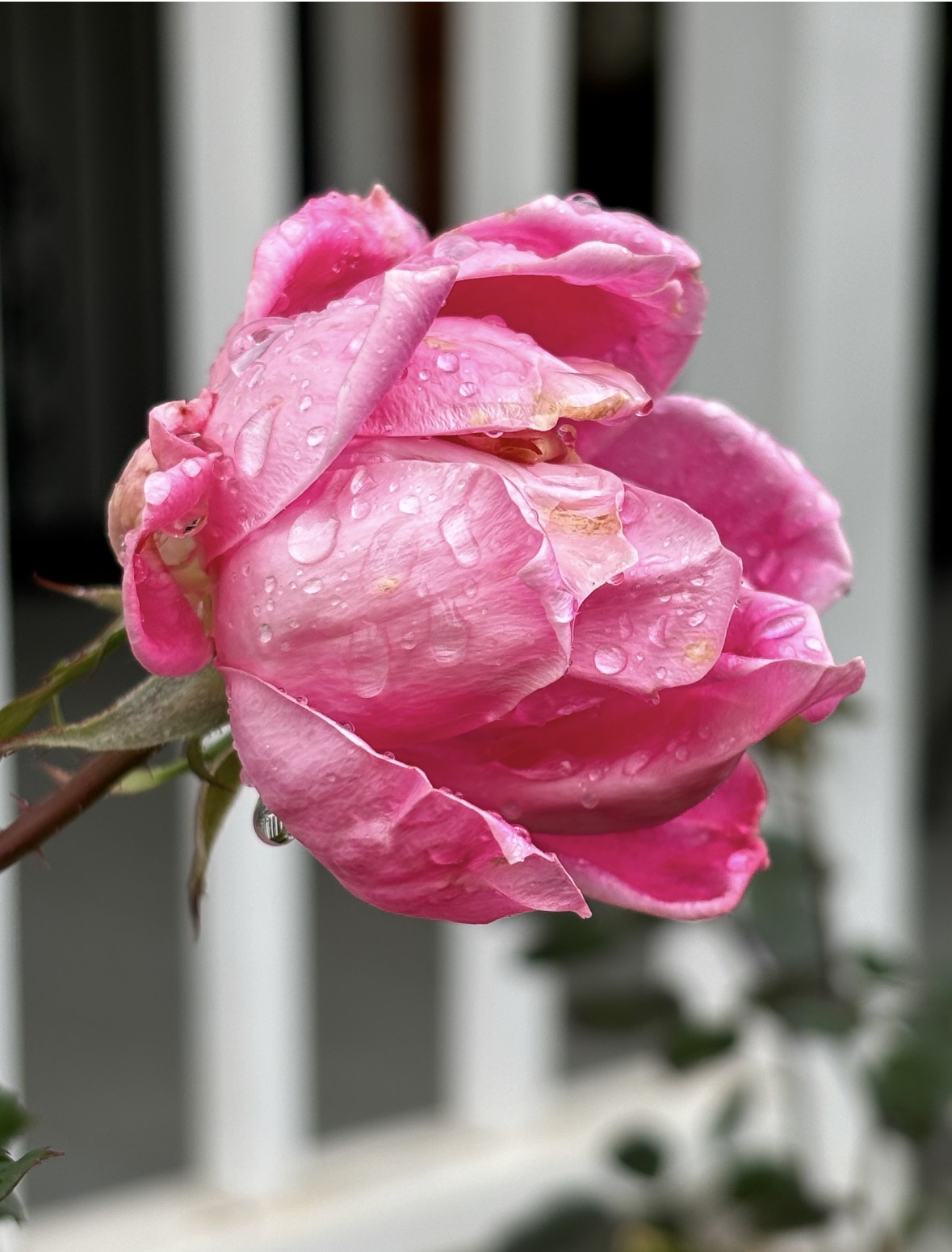 raindrops on a pink rose